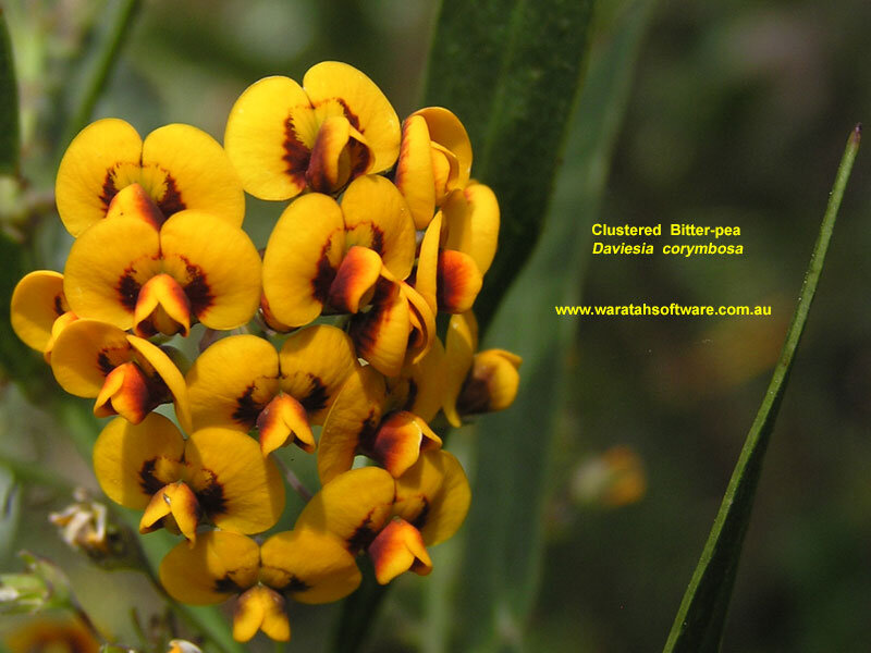 Clustered Bitter-pea Flowers