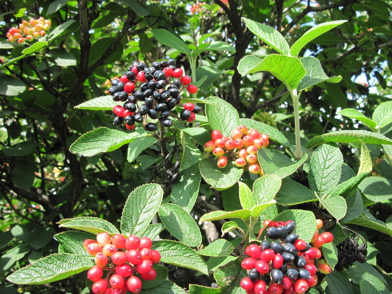 Clusters of Berries on Bush