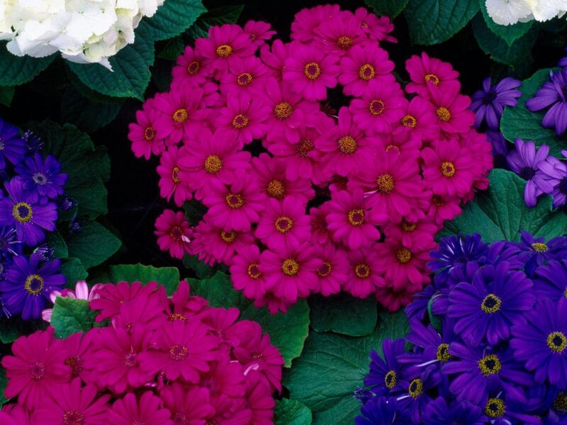 Clusters of Colorful Flowers — Magenta, Vibrant