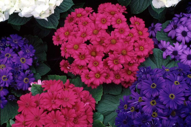 Clusters of Colorful Flowers