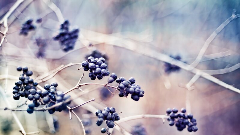 Clusters of dark berries on branches
