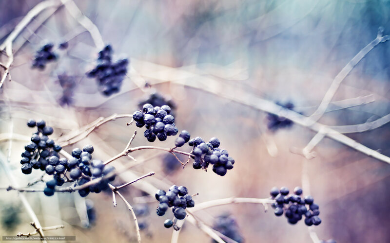 Clusters of dark berries on branches
