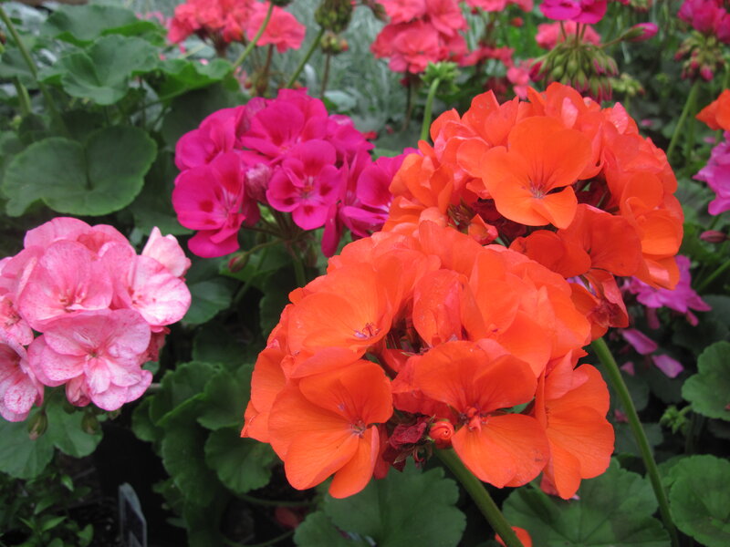 Clusters of Geranium Flowers