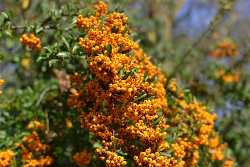 Clusters of Orange Berries — Natural