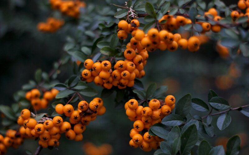Clusters of orange berries on a bush
