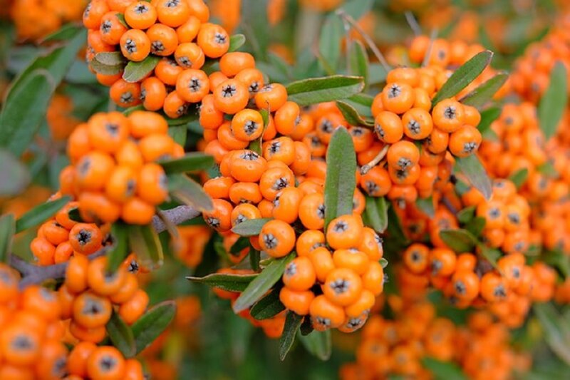Clusters of Orange Berries