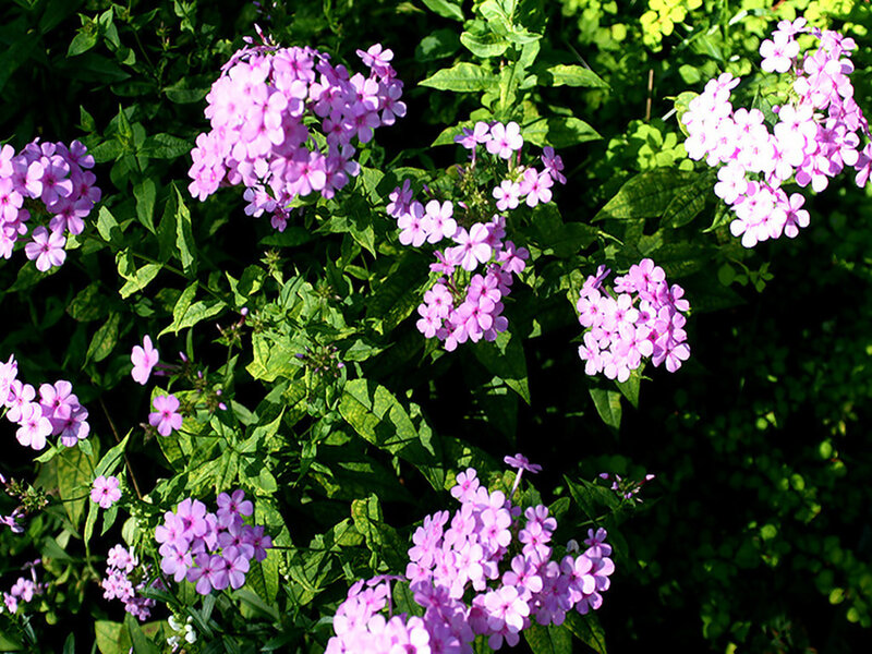 Clusters of Pink Phlox Flowers