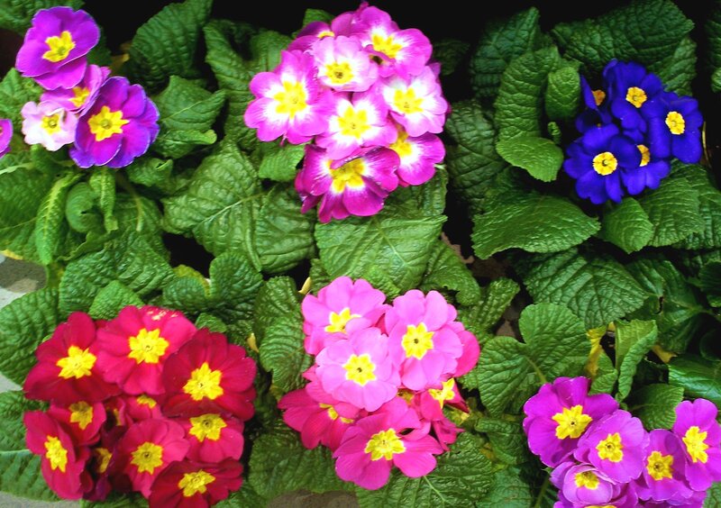 Clusters of Primroses