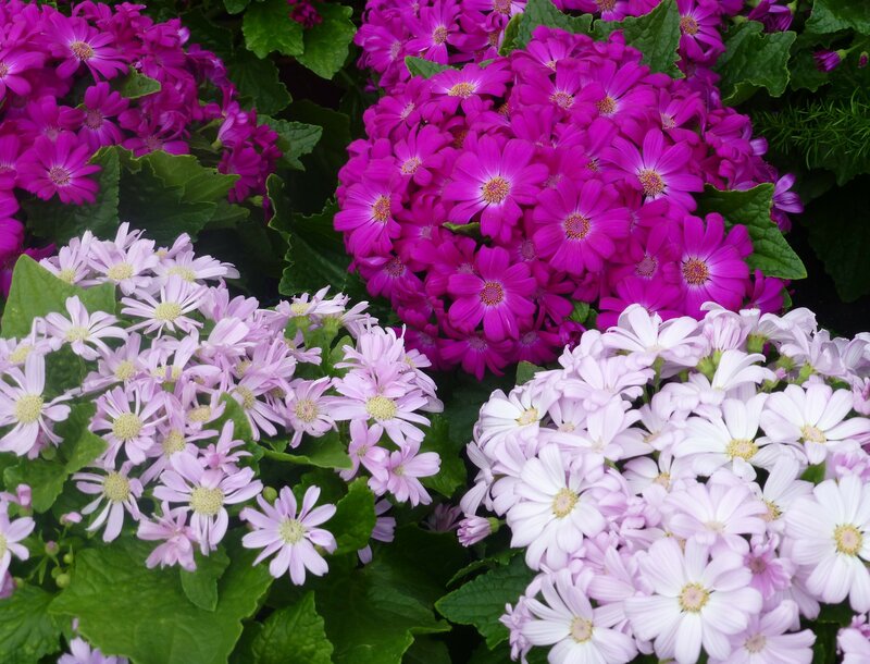 Clusters of Purple and White Flowers