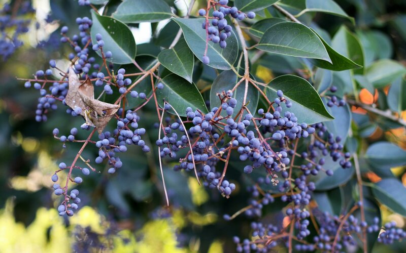 Clusters of Purple Berries