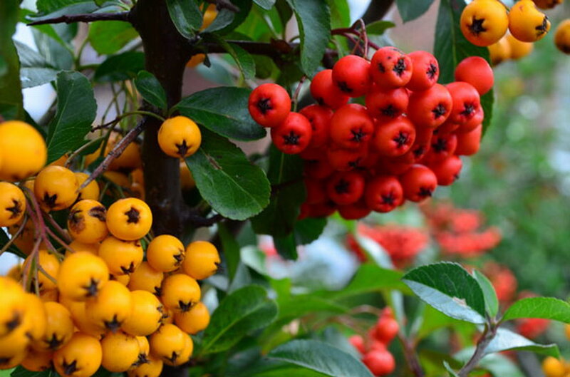 Clusters of Red and Yellow Berries