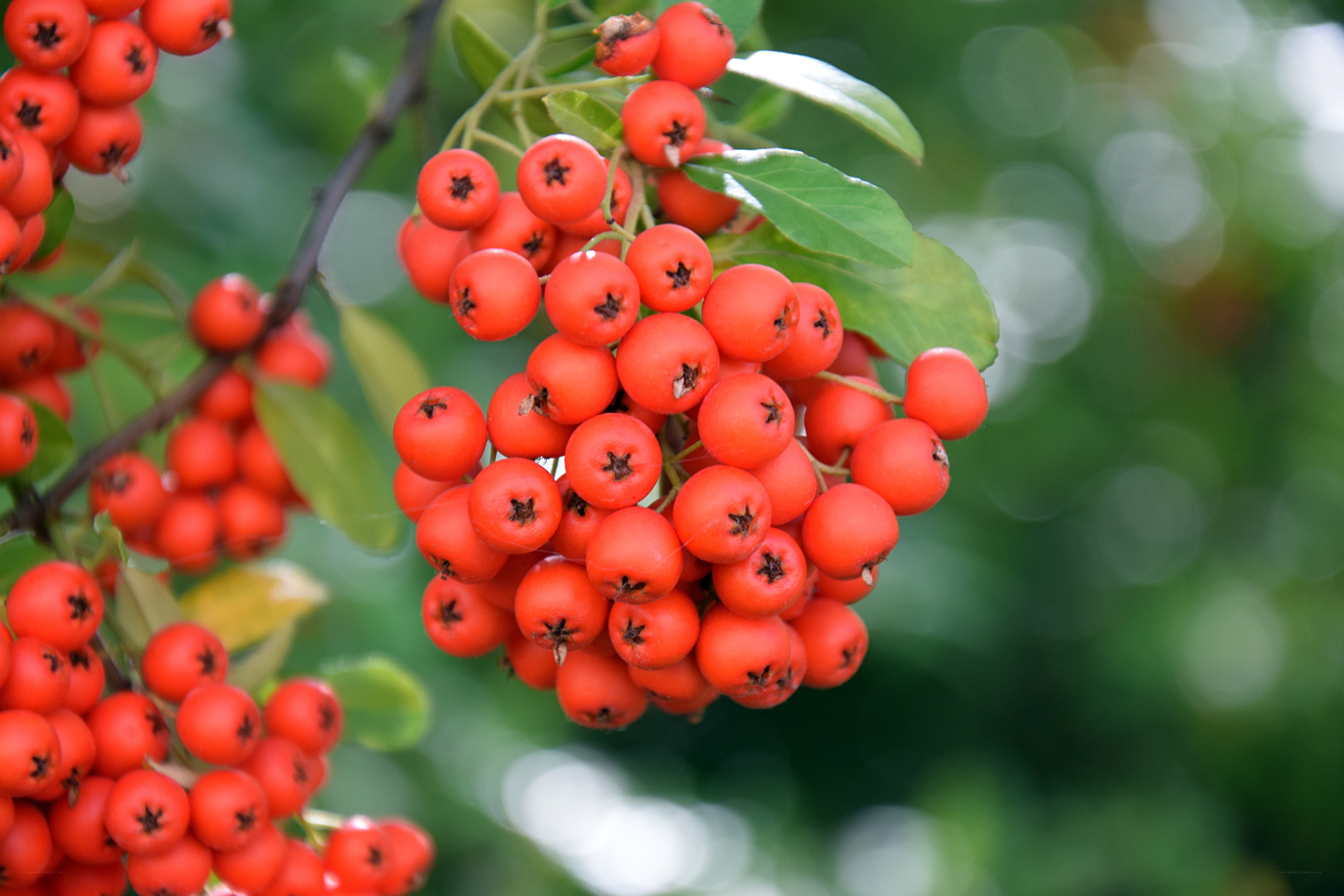 Clusters of red berries on a branch