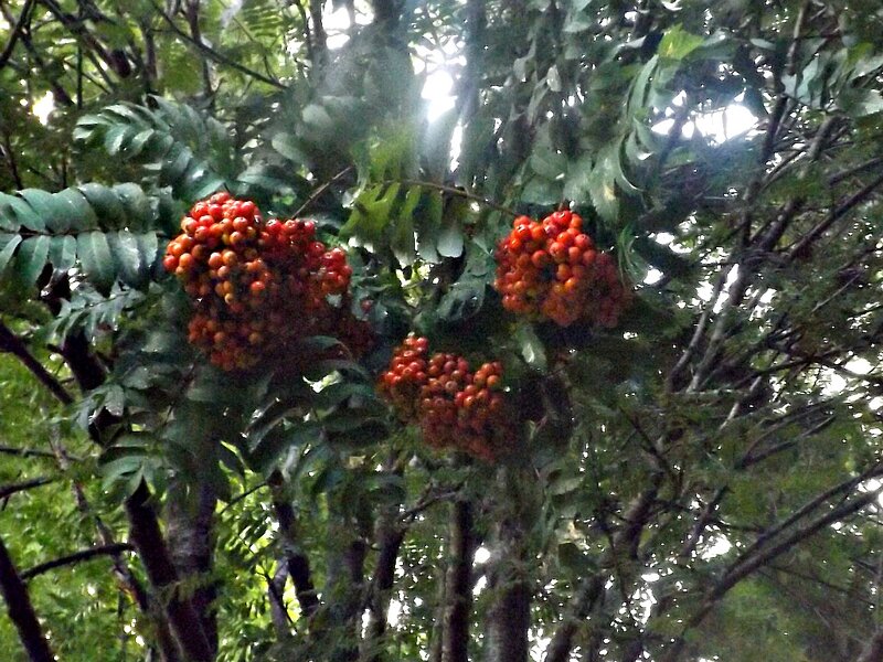 Clusters of Red Berries