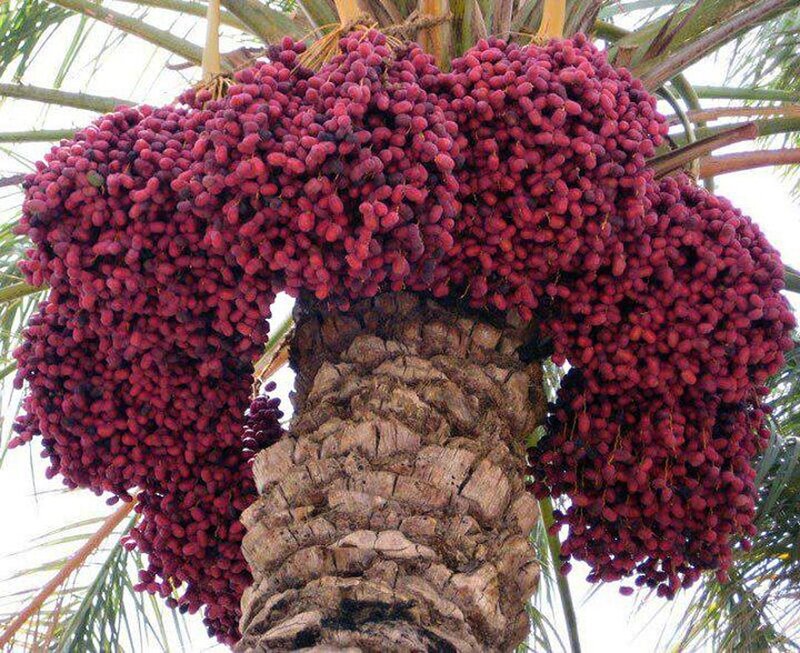 Clusters of Red Dates