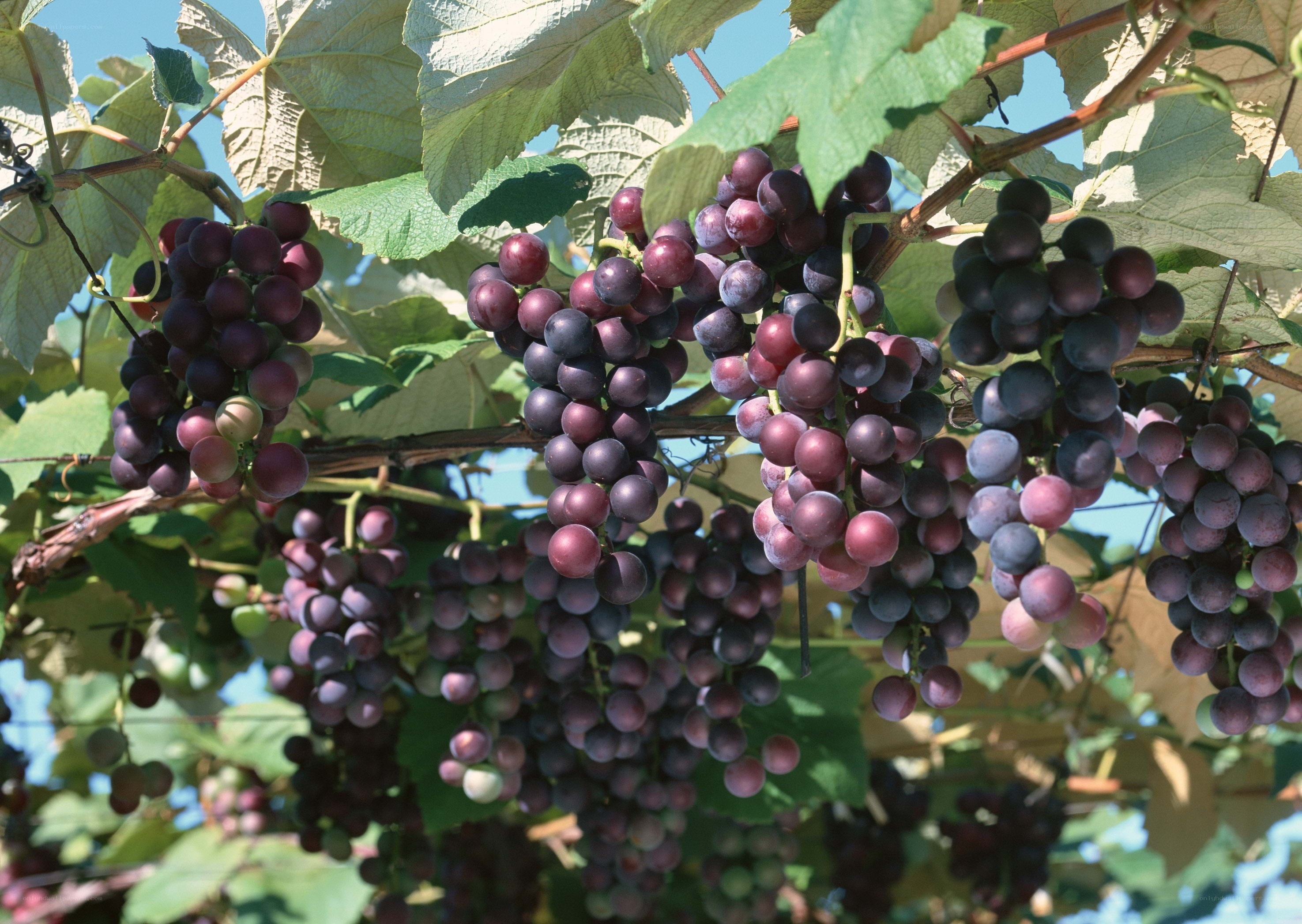 Clusters of ripe purple grapes