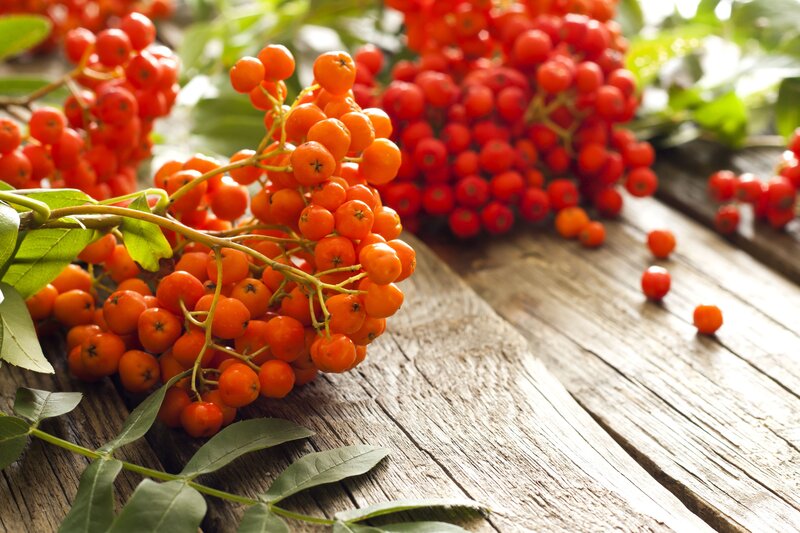 Clusters of Rowan Berries