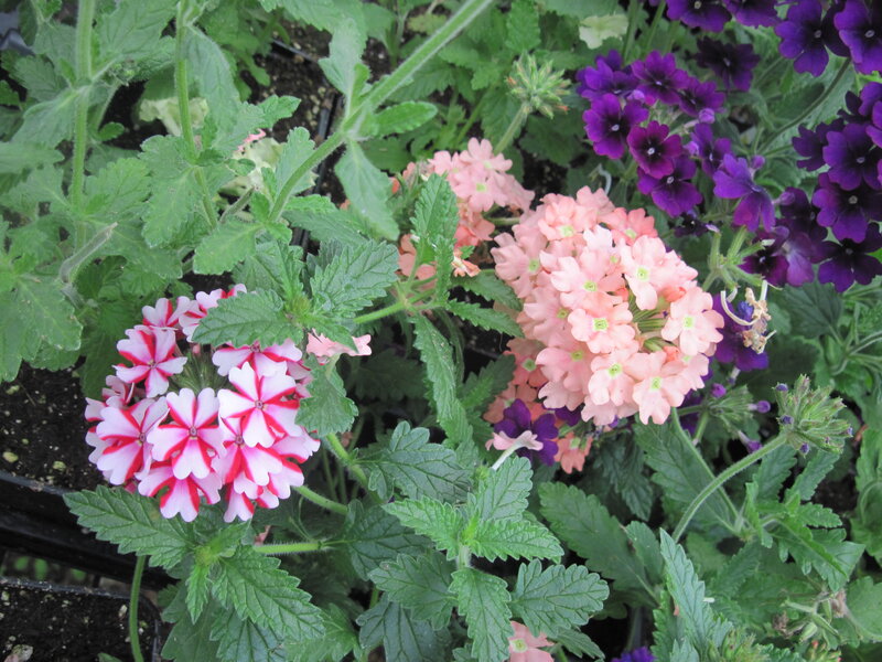 Clusters of Verbena Flowers