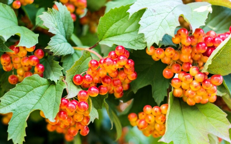 Clusters of Viburnum Berries