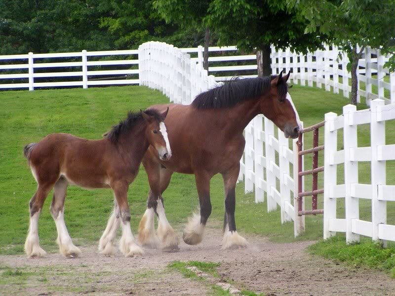 Clydesdale Horse and Foal