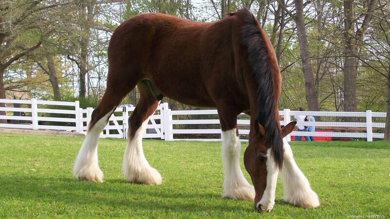 Clydesdale horse grazing
