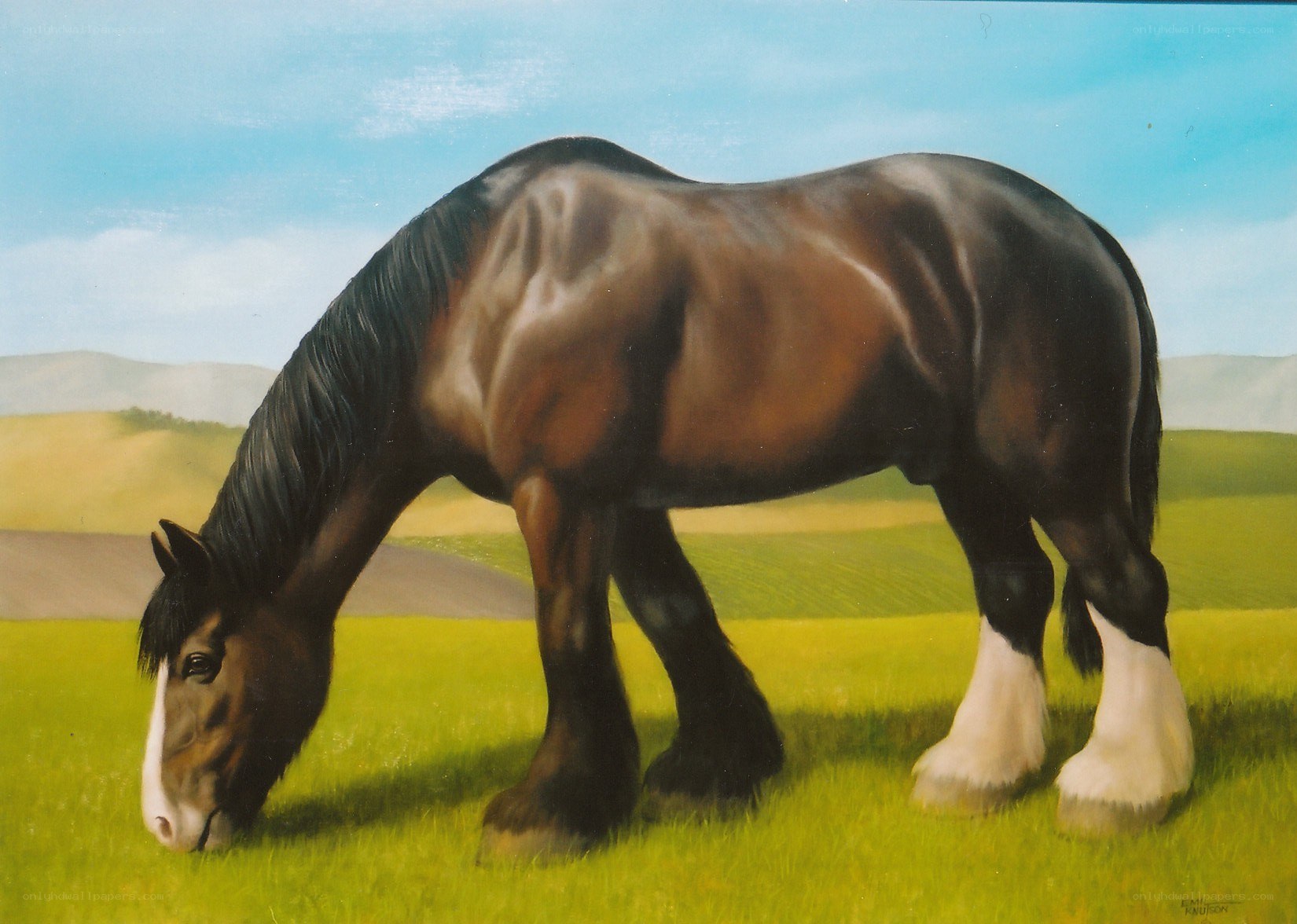 Clydesdale horse grazing