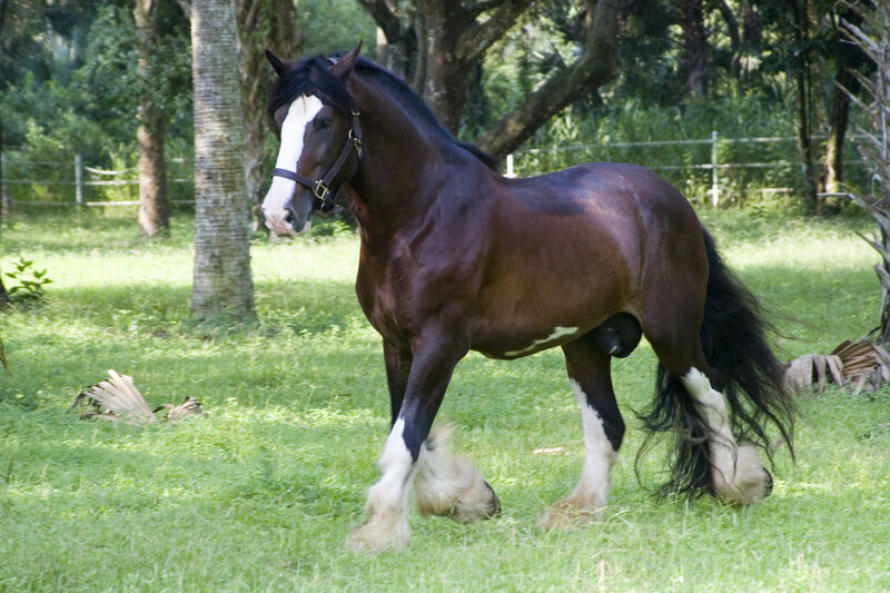 Clydesdale horse in a field