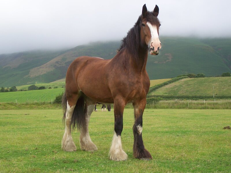 Clydesdale horse in a field