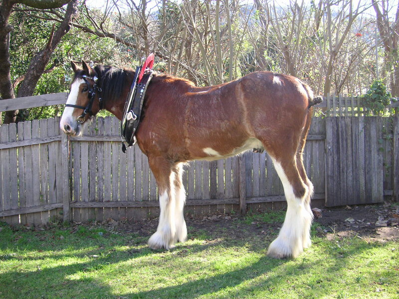 Clydesdale horse in a yard