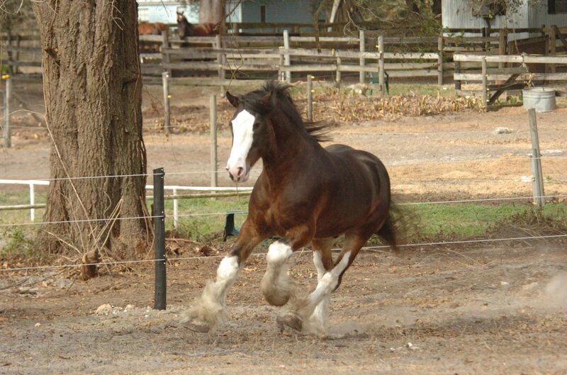 Clydesdale horse running in paddock