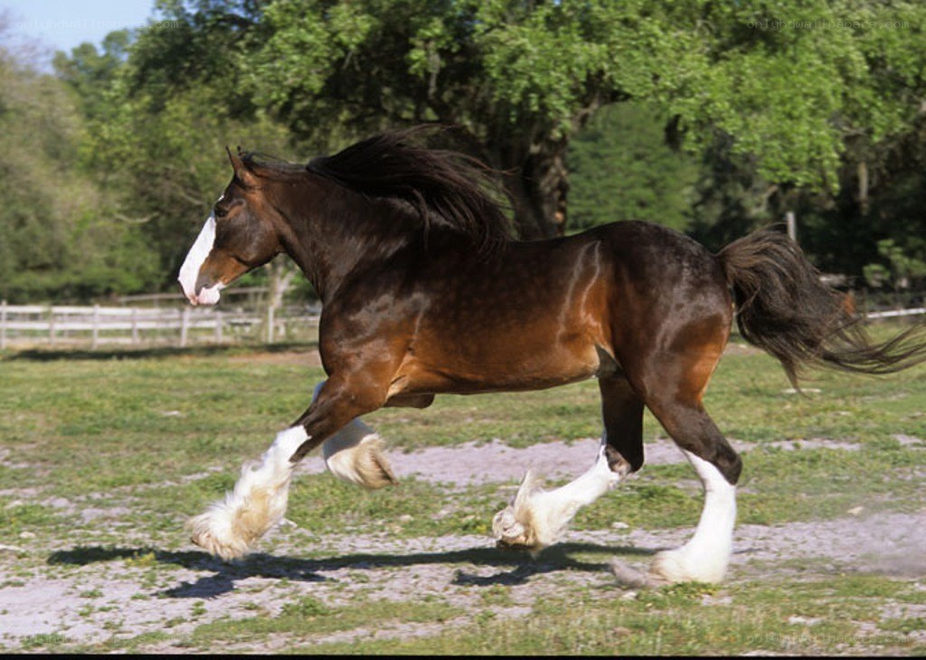 Clydesdale horse running