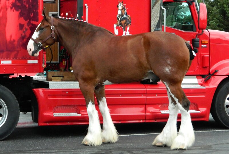 Clydesdale Horse