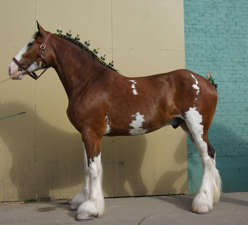 Clydesdale horse with decorative mane