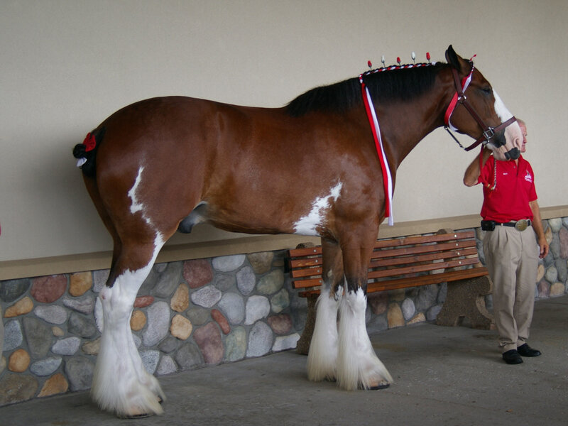 Clydesdale Horse with Man