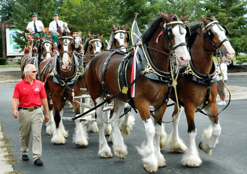 Clydesdale Horses in Parade