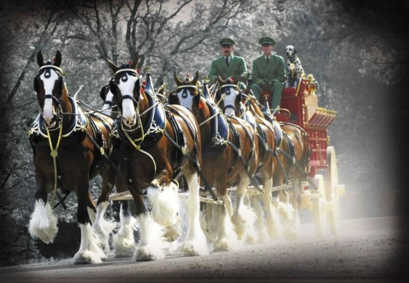 Clydesdale Horses Pulling Carriage — Brown