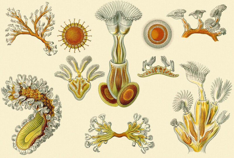 Cnidarian species illustrations