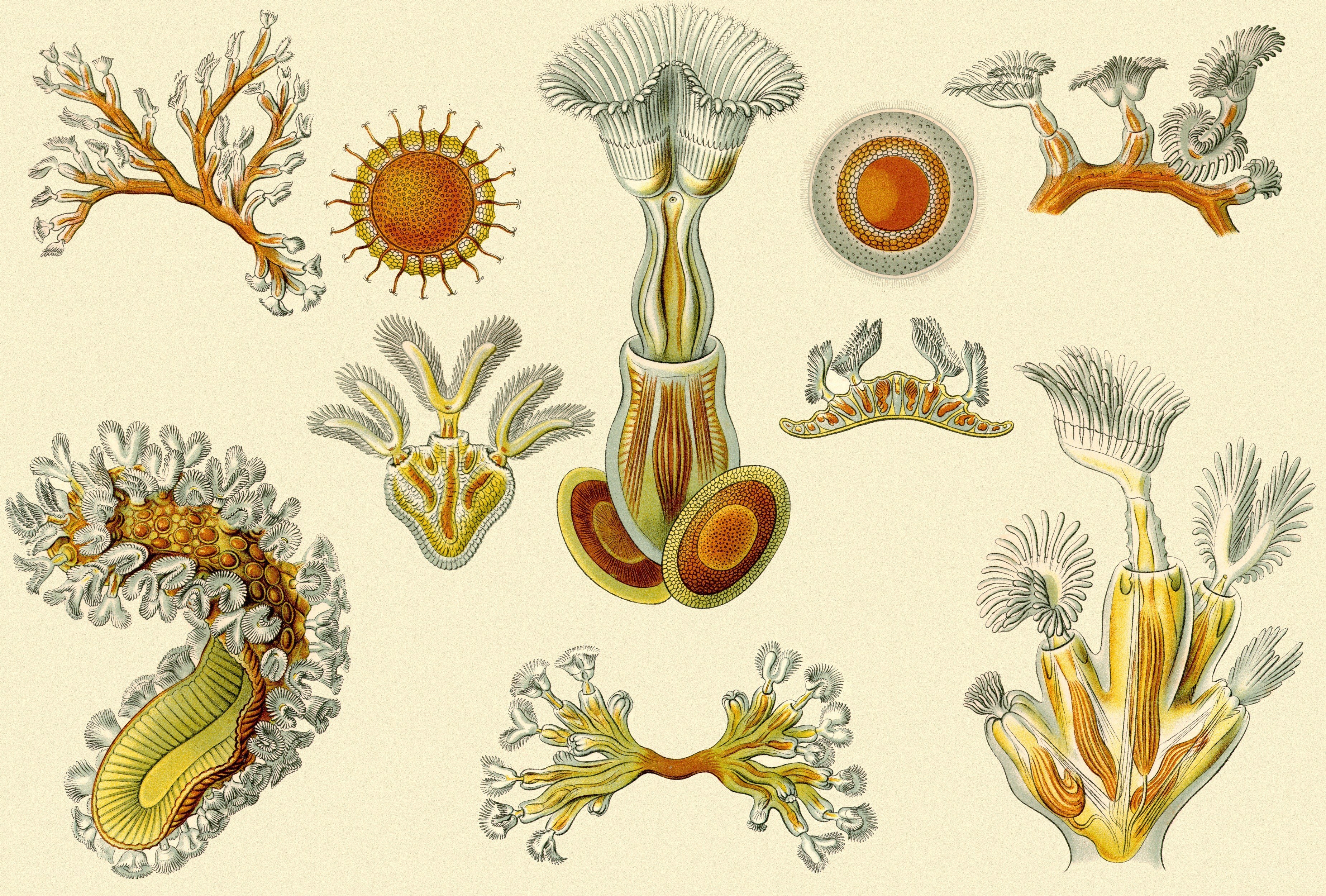 Cnidarian species illustrations