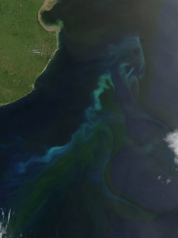 coastal algae bloom