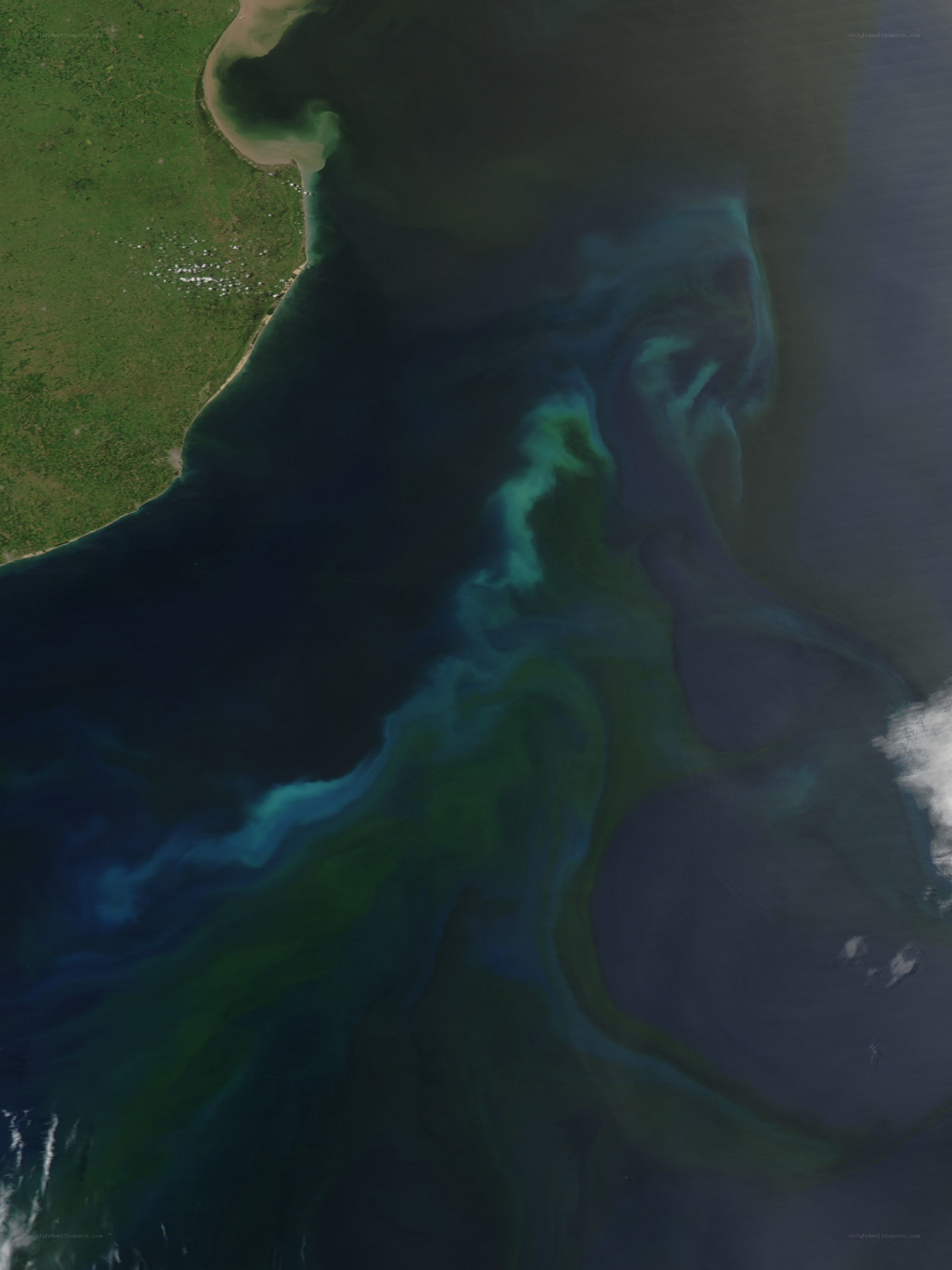 coastal algae bloom