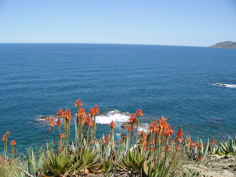 Coastal Aloe Plants