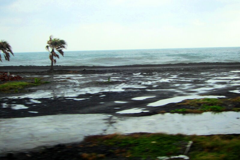 Coastal Area with Palm Trees