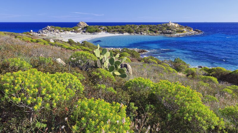 Coastal Bay with Cactus