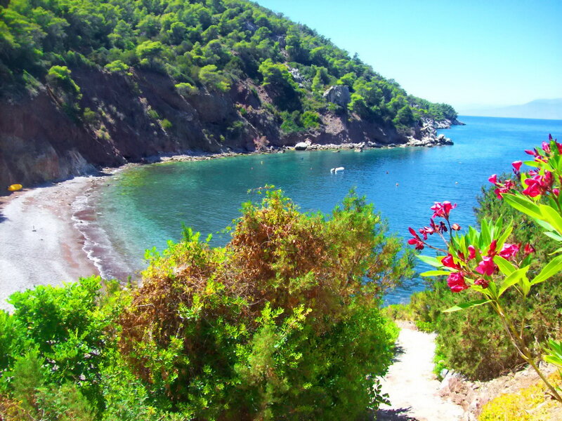 Coastal Bay with Flowers