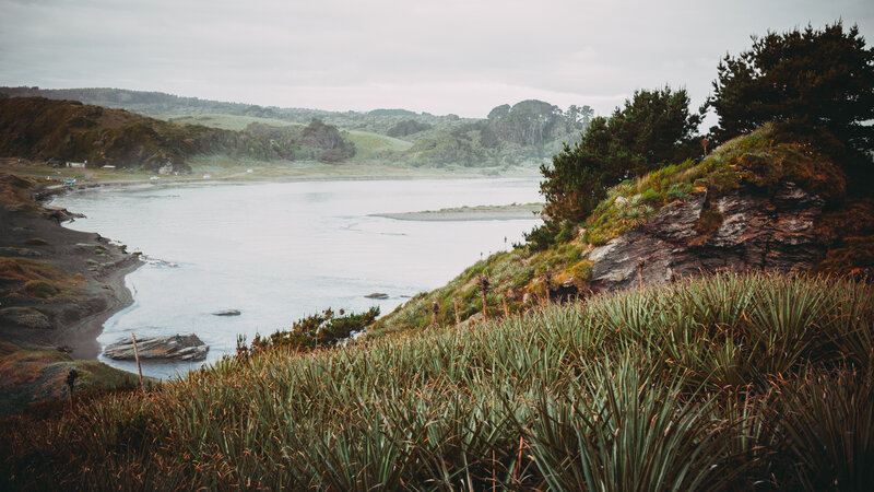 Coastal Bay with Grasses
