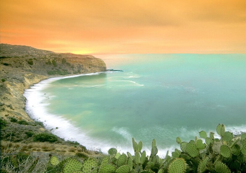 coastal cactus at sunset