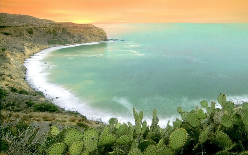 coastal cactus at sunset