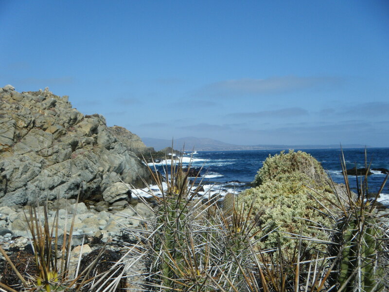 Coastal cactus by the sea
