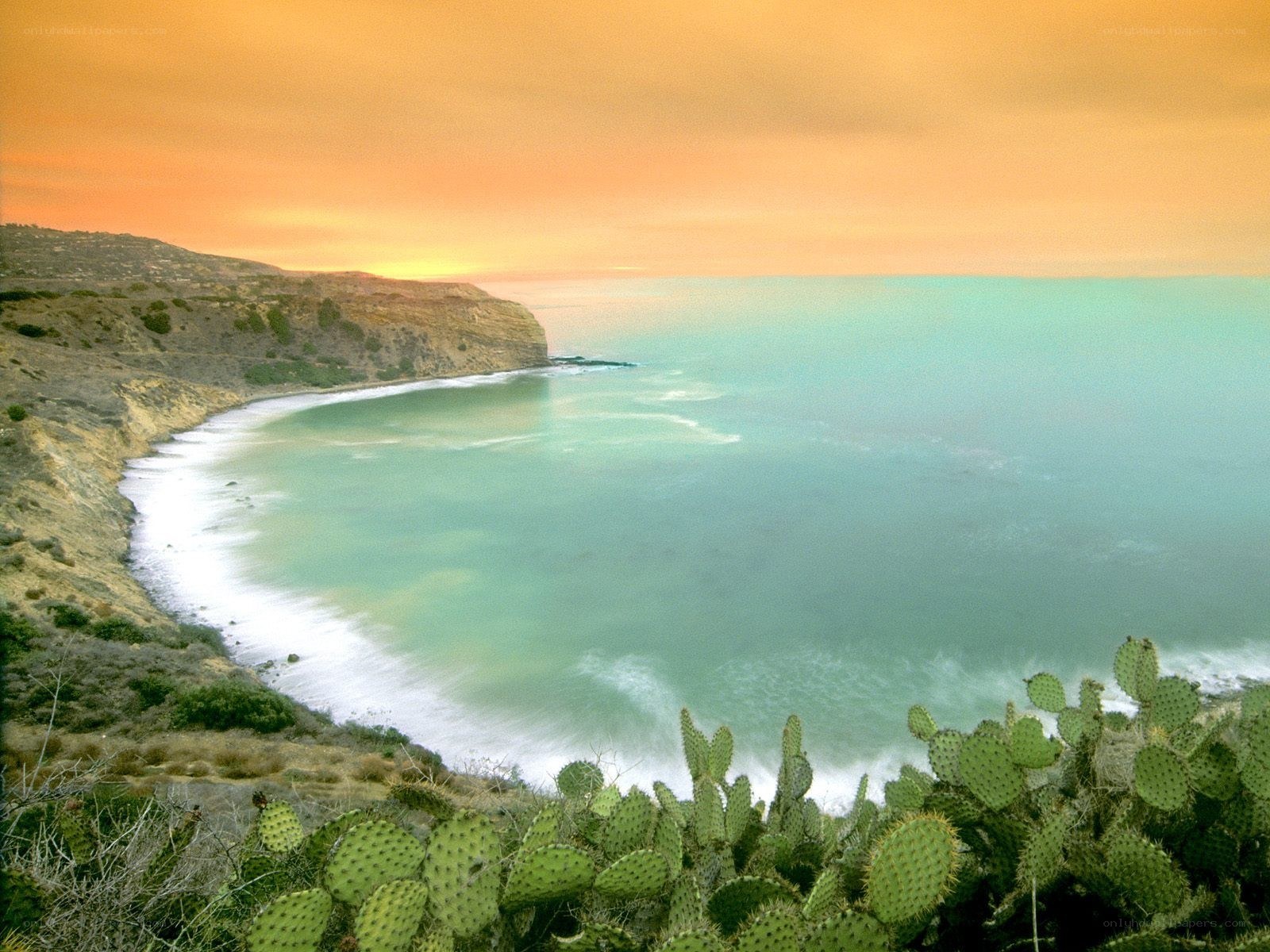 coastal cactus landscape at sunset