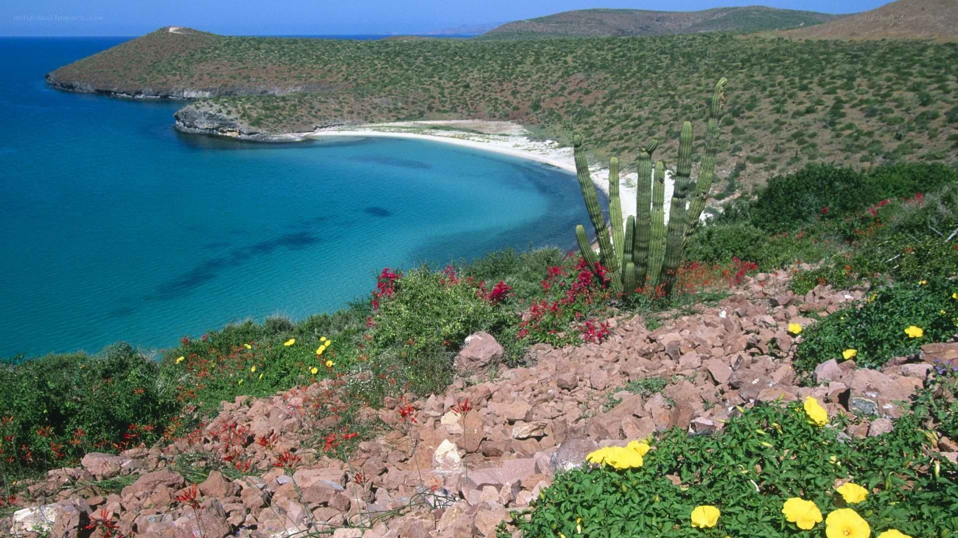coastal cactus landscape
