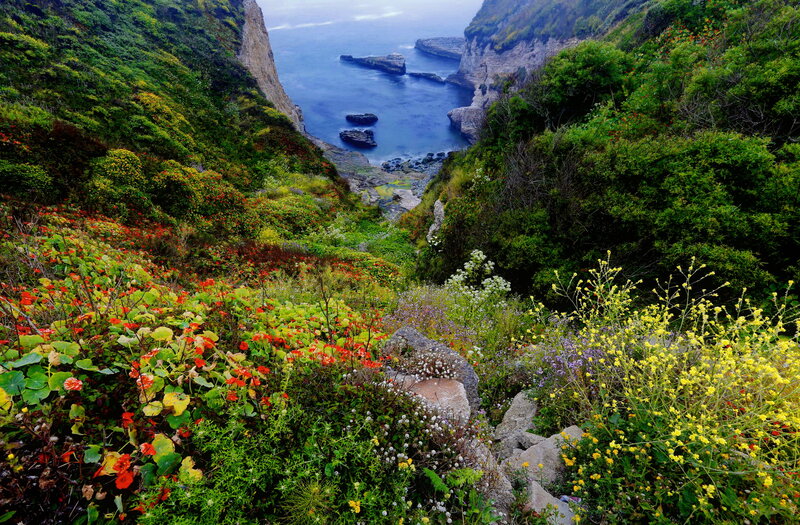 Coastal Canyon with Wildflowers